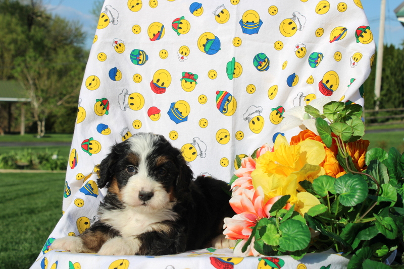 puppy, for, sale, Mini Bernedoodle F2, Matthew B. Stoltzfus, dog, breeder, Gap, PA, dog-breeder, puppy-for-sale, forsale, nearby, find, puppyfind, locator, puppylocator, aca